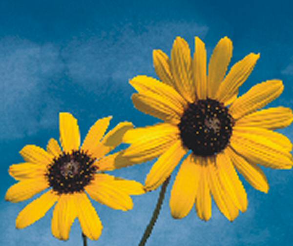 Flower Reflective Belt flowers/sunflower.jpg